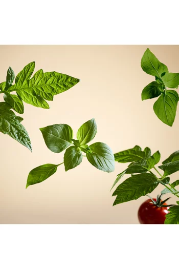 White Basil Refill Fragrance Sticks, 900ml