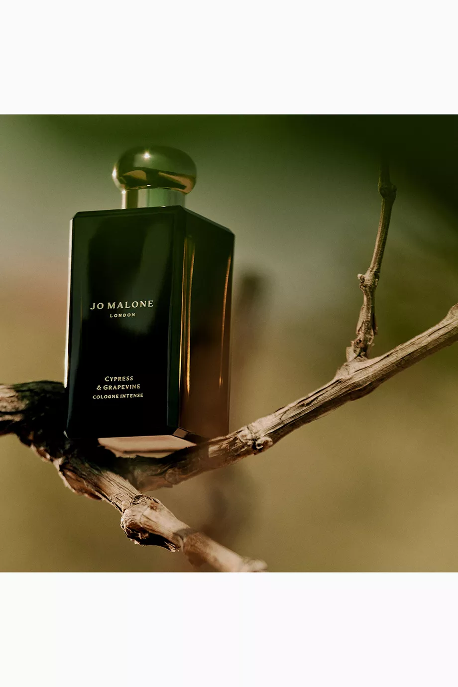 Cypress & Grapevine Cologne Intense | Jo Malone London
