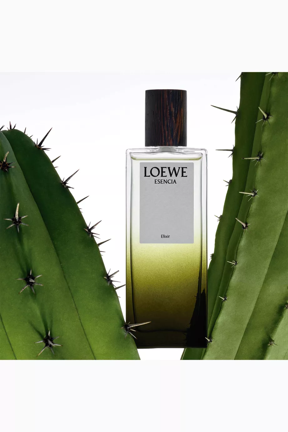 Loewe perfume men clearance